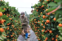 Vựa quất lớn nhất miền Bắc khốn khổ vì bị thương lái “bùng” hàng