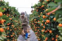 Vựa quất lớn nhất miền Bắc khốn khổ vì bị thương lái “bùng” hàng