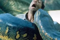 Nếu bị một con trăn 'nuốt sống', có thể mổ bụng trăn thoát ra?