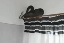Rùng mình với cảnh rắn độc hơn 2 mét núp trên rèm cửa