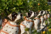 Quất ngự lưng chó đốm phục vụ Tết Nguyên đán