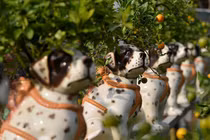 Quất ngự lưng chó đốm phục vụ Tết Nguyên đán