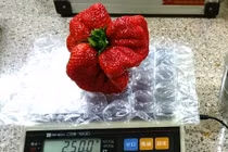 Điểm loạt hoa quả khổng lồ gây sốt năm 2016