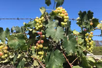 Cận cảnh khu vườn đủ loại rau trái của hoa hậu Việt