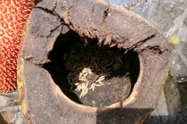 Ghê rợn cảnh chung cư Thăng Long Victory ngập rác, giòi bọ lúc nhúc