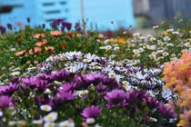 Không thể rời mắt thảm hoa cúc đẹp hơn tranh của mẹ Việt ở Australia