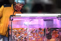 Dân HN chuộng mua cá ngoại nhập đắt tiền cúng ông Công ông Táo