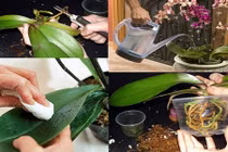 Cách chăm sóc lan hồ điệp giá chát sau Tết cực chuẩn