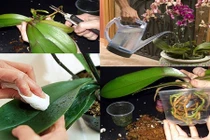 Cách chăm sóc lan hồ điệp giá chát sau Tết cực chuẩn