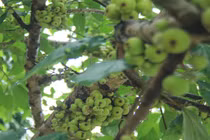 Mãn nhãn cây sung quả mọc chi chít cạnh hồ Thủ Lệ - Hà Nội