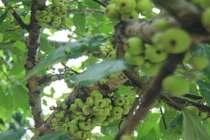 Mãn nhãn cây sung quả mọc chi chít cạnh hồ Thủ Lệ - Hà Nội