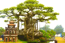 Cây sanh siêu đẹp, chủ nhân không bán vì quá hiếm