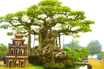 Cây sanh siêu đẹp, chủ nhân không bán vì quá hiếm