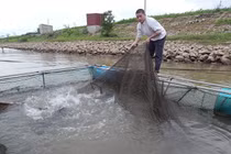 Kỳ lạ tập thể hình, giảm cân cho...cá lăng đen