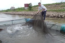 Kỳ lạ tập thể hình, giảm cân cho...cá lăng đen