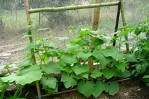 Hãy làm ngay điều này để khu vườn nhà bạn thêm bắt mắt