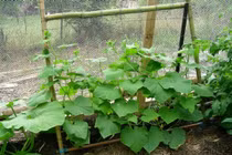 Hãy làm ngay điều này để khu vườn nhà bạn thêm bắt mắt