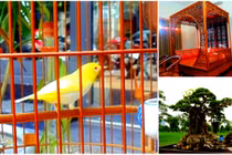 Những vật dụng bạc tỷ của đại gia đất Bắc