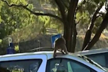 Video: Đi vào “vương quốc khỉ”, bị khỉ phá ô tô