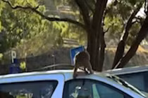 Video: Đi vào “vương quốc khỉ”, bị khỉ phá ô tô