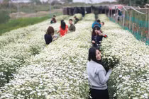 Mùa cúc họa mi: Chị em phát cuồng, dân Nhật Tân mừng thầm