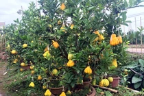 Độc đáo cây cảnh có nhiều loại quả đắt giá dịp Tết