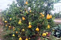 Độc đáo cây cảnh có nhiều loại quả đắt giá dịp Tết