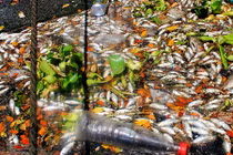 Cá chết nổi trắng sông Phú Lộc ở Đà Nẵng