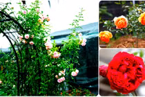 Mãn nhãn những khu vườn hoa hồng của đại gia Việt