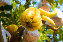 “Dị cây” hai loại quả tuyệt đẹp được rao bán 30 triệu