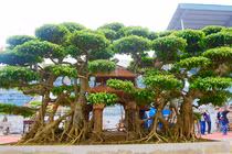 Ngắm “siêu phẩm” cây sanh “Phố cổ Hà Nội” hiếm có