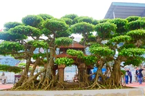 Ngắm “siêu phẩm” cây sanh “Phố cổ Hà Nội” hiếm có