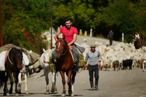 Hành trình di cư ngoạn mục của những người chăn cừu