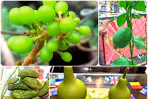 Đã mắt vườn rau quả sai trĩu trên sân thượng của mẹ 8X Hà Nội