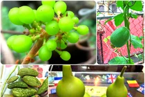 Đã mắt vườn rau quả sai trĩu trên sân thượng của mẹ 8X Hà Nội