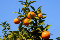 Cam canh chơi Tết “chất lừ” giá chỉ 2 triệu đồng