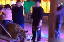 Xem cảnh trói hổ để cưỡi và chụp ảnh mua vui