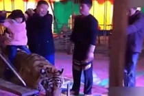 Xem cảnh trói hổ để cưỡi và chụp ảnh mua vui