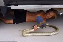 Thiếu niên Úc tay không bắt rắn “khủng” cực điêu luyện