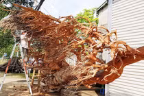 "Dị nhân" chi 200 triệu mua rễ cây mù u 200 tuổi