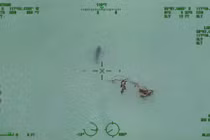 Phát hoảng đàn cá mập trắng bơi gần bờ biển California