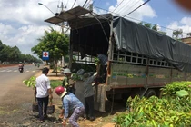 Nỗi lo cơn lốc trồng "cây tiền tỷ sầu riêng" ở Tây Nguyên