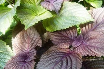 Mẹ bầu cần cẩn trọng với những bài thuốc an thai “truyền miệng“