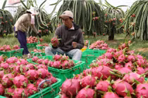 Kỷ lục mới siêu khủng của rau quả