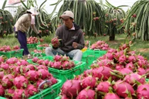 Kỷ lục mới siêu khủng của rau quả