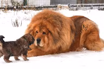 Cách chăm chó ngao Tạng tốn kém của đại gia Việt