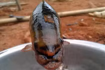 5 loài cá “đặc sản” ngày càng hiếm ở miền Tây Nghệ An