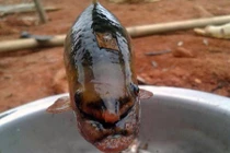 5 loài cá “đặc sản” ngày càng hiếm ở miền Tây Nghệ An