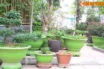 Biệt thự Hà Nội đẹp lạ nhờ những chậu cây màu xanh mát mắt