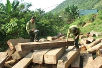 Kỷ luật lãnh đạo dùng xe công chở gỗ lậu